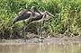 Juvenile Black Neck Stork (Jabiru)