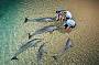 2 Day Tangalooma Wild Dolphin Resort Adventure (twin share)
