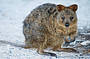 Quokka on Rottnest Island