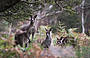  Blue Mountains - Kangaroos in the wild, Destination NSW