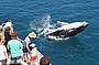 Calf Breaching
