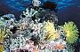 3 Day Outer Barrier Reef Scuba Diving Adventure